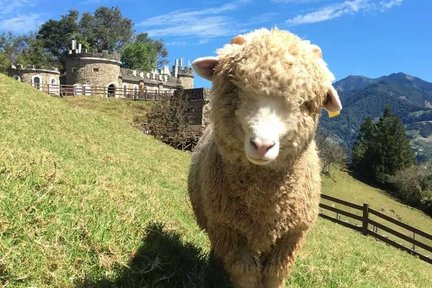 08D BEAUTIFUL TAIWAN ALISHAN & QINGJING FARM